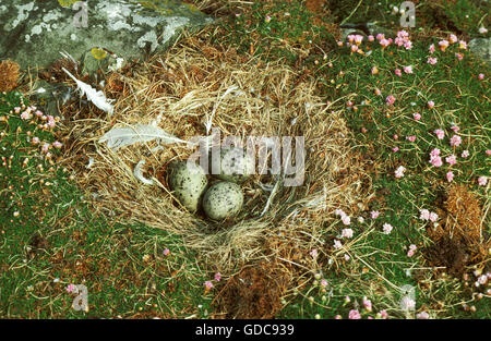 GREAT BLACK-BACKED GULL larus marinus, NEST WITH EGGS, BRITTANY Stock Photo