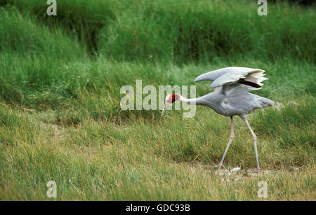 Sarus Crane, grus antigone, Female with Egg Stock Photo