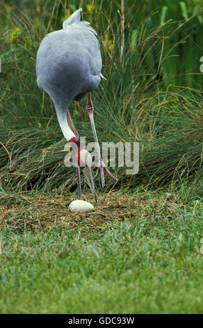 SARUS CRANE grus antigone, ADULT LOOKING AFTER ITS EGG ON NEST Stock Photo
