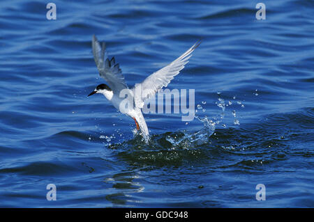 COMMON TERN sterna hirundo IN WINTER PLUMAGE, ADULT FISHING, NAMIBIA Stock Photo