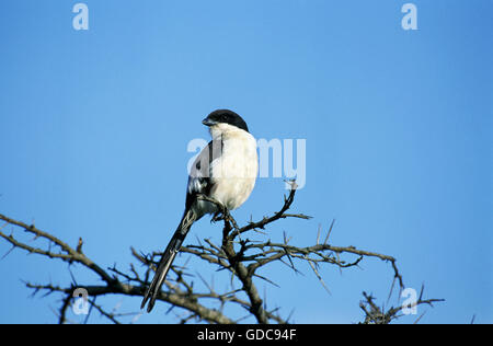 Long-tailed fiscal, Lanius cabanisi, Nairobi National Park, Nairobi ...