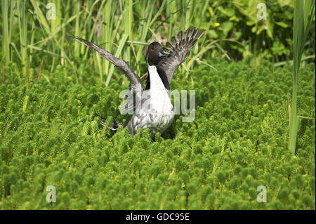 Northern Pintail, anas acuta, Adult in Pond, Taking off, Normandy Stock Photo