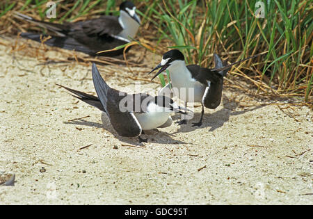 Sooty Tern, sterna fuscata, Group, Australia Stock Photo
