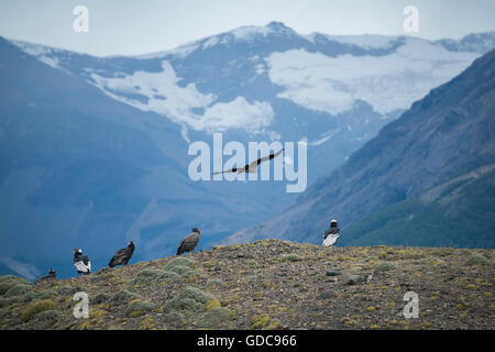 South America,Patagonia,Chile,Torres del Paine,National Park,UNESCO,World Heritage,condor Stock Photo