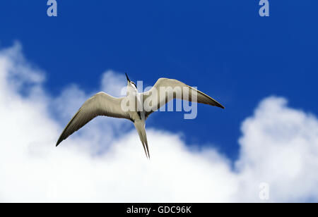 Sooty Tern, sterna fuscata, Adult in Flight, Australia Stock Photo
