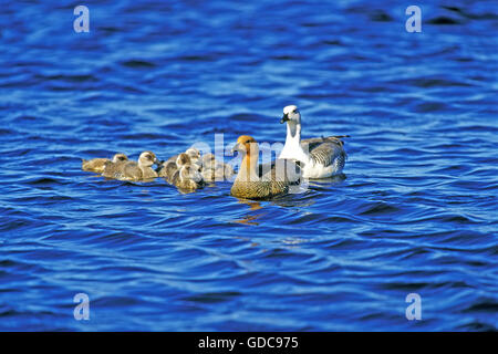 Kelp Goose, chloephaga hybrida, Male with Female and Youngs on Water, South America Stock Photo