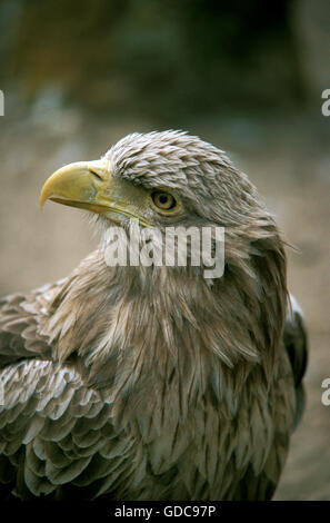 White Tailed Eagle, haliaeetus albicilla, Adult Stock Photo