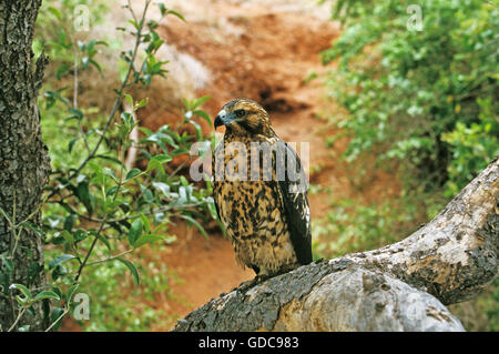 Galapagos Hawk, buteo galapagoensis, Adult, Galapagos Islands Stock Photo