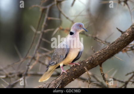 African Mourning Dove, streptopelia decipiens, Adult on Branch, South Africa Stock Photo