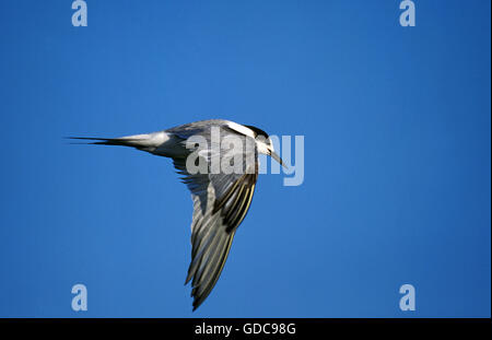 Common Tern, sterna hirundo, Adult in Flight, Bird in Winter Plumage, Namibia Stock Photo