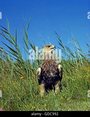 Imperial Eagle, aquila heliaca, Adult on grass Stock Photo