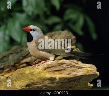 Black Throated Finch, poephila cincta Stock Photo