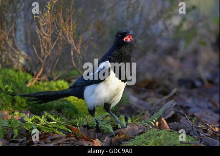 Black Billed Magpie or European Magpie, pica pica, Adult calling, Normandy Stock Photo