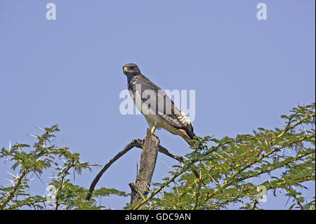Augur Buzzard, buteo augur, Adult on Top of Acacia Tree, Kenya Stock Photo