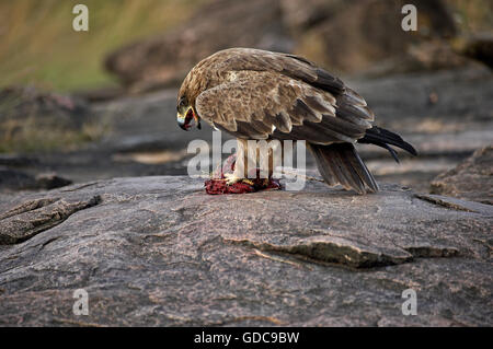 Tawny Eagle, aquila rapax, Adult with a Piece of Zebra's Meat, Masai Mara Park in Kenya Stock Photo