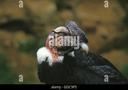 Andean Condor, vultur gryphus, Portrait of Adult Stock Photo