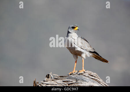Pale Chanting Goshawk, melierax canorus, Adult on Branch, Masai Mara Park in Kenya Stock Photo