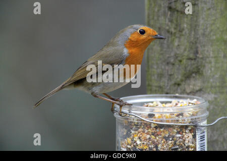 European Robin, erithacus rubecula, Adult on Trough, Normandy Stock Photo