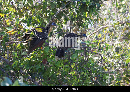 Hoatzin, opisthocomus hoazin, Adult on Branch, Los Lianos in Venezuela Stock Photo