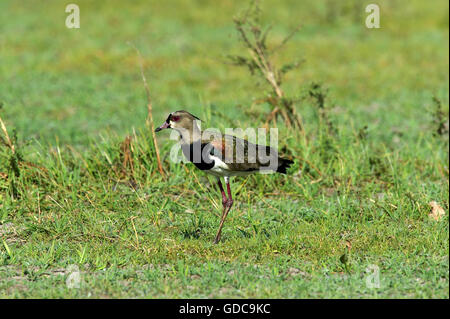 Southern Lapwing, vanellus chilensis, Adult on Grass, Los Lianos in Venezuela Stock Photo
