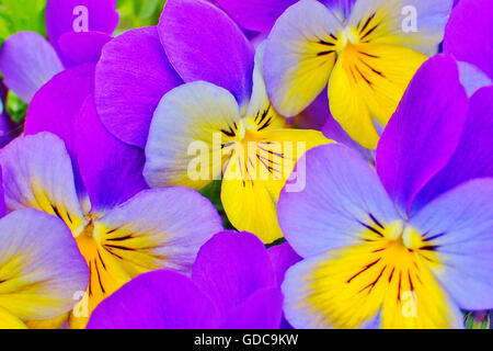 horned pansy,viola cornuta Stock Photo