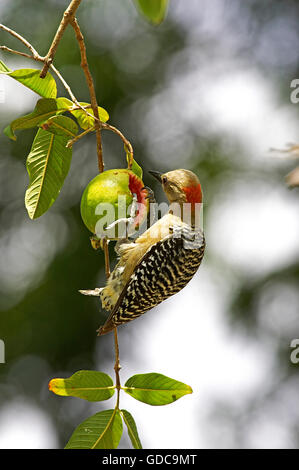 Red-Crowned Woodpecker, melanerpes rubricapillus, Adult eating Fruit, Los Lianos in Venezuela Stock Photo