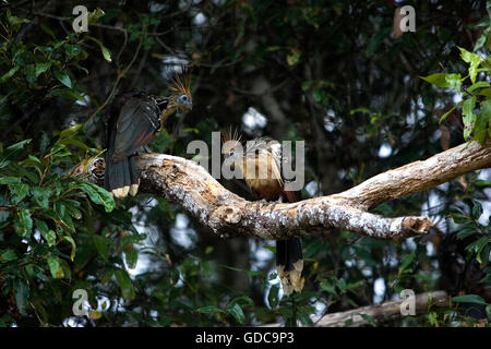 Hoatzin, opisthocomus hoazin, Adults perched in Tree, Los Lianos in Venezuela Stock Photo