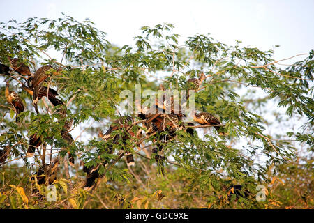 Hoatzin, opisthocomus hoazin, Adults perched in Tree, Los Lianos in Venezuela Stock Photo