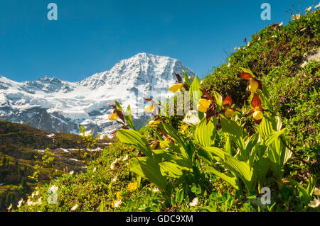 Lady's slipper orchids (Cypripedium calceolus) in the valley Lauterbrunnental,Bernese Oberland,Switzerland. In the background Stock Photo