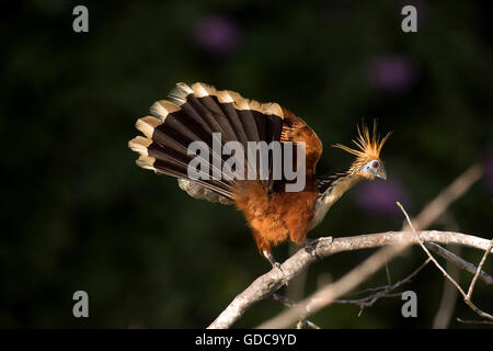 Hoatzin, opisthocomus hoazin, Adult on Branch with Open Wings, Manu Reserve in Peru Stock Photo