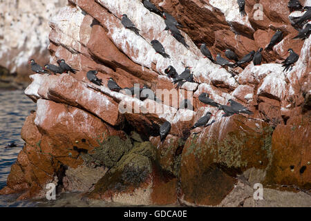 Inca Tern, larosterna inca, Group on Rocks, Ballestas Islands in Paracas National Park, Peru Stock Photo