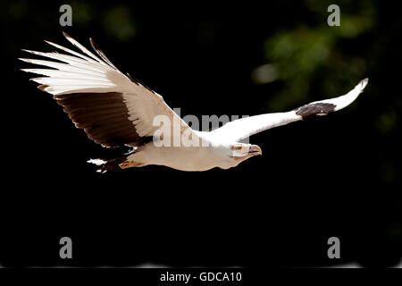Palm-Nut Vulture, gypohierax angolensis, Adult in Flight Stock Photo