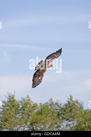 GOLDEN EAGLE aquila chrysaetos, ADULT IN FLIGHT Stock Photo
