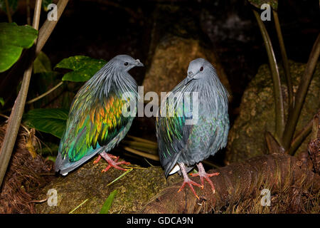 NICOBAR PIGEON COUPLE caloenas nicobarica Stock Photo - Alamy