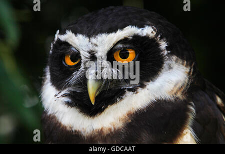 Spectacled Owl, pulsatrix perspicillata, Portrait of Adult Stock Photo