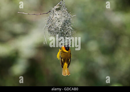 Speke's Weaver, ploceus spekei, Male working on Nest, Bogoria Park in Kenya Stock Photo