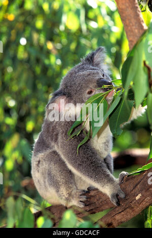 Koala, phascolarctos cinereus, Adult in Eucalyptus Tree, Australia Stock Photo