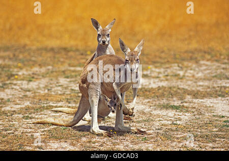 Red Kangaroo, macropus rufus, Female with Joey in Pouch, Australia Stock Photo