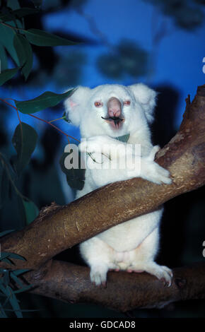 albino baby koala
