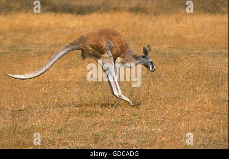 RED KANGAROO macropus rufus, ADULT HOPPING, AUSTRALIA Stock Photo