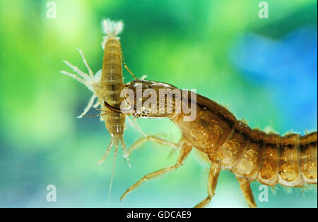 GREAT DIVING BEETLE dytiscus marginalis, LARVA FEEDING, FRANCE Stock Photo