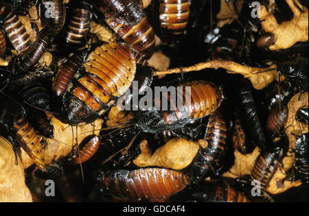 MADAGASCAR GIANT HISSING COCKROACH gromphadorhina portentosa Stock Photo