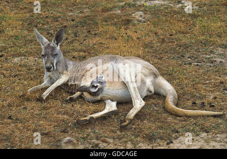 Red Kangaroo, macropus rufus, Female laying on Dry Grass with Head of Joey emerging from Pouch, Australia Stock Photo
