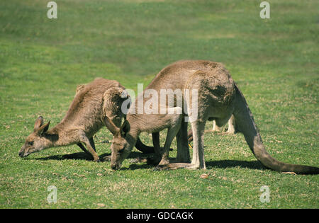 Eastern Grey Kangaroo, macropus giganteus, Adults eating Grass, Australia Stock Photo