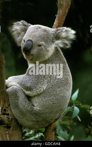 Koala, phascolarctos cinereus, Adult sitting on Branch, Australia Stock Photo