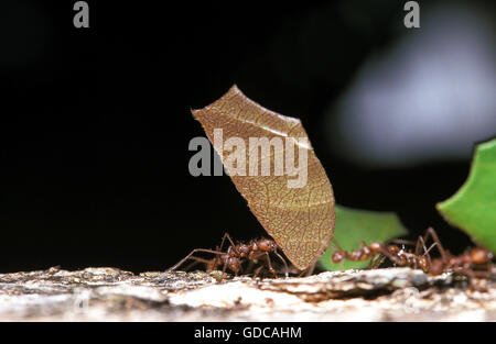 Leaf-Cutter Ant, atta sp., Adult carrying Leaf Segment to Anthill, Costa Rica Stock Photo