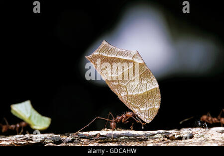 Leaf-Cutter Ant, atta sp., Adult carrying Leaf Segment to Anthill, Costa Rica Stock Photo