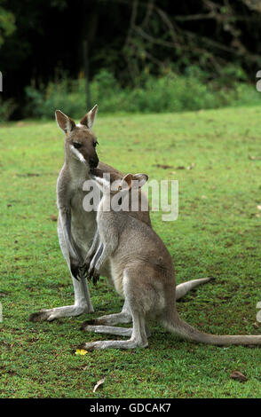 PRETTY FACED WALLABY macropus parryi, MOTHER WITH JOEY, AUSTRALIA Stock Photo