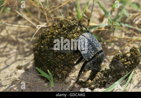Dung Beetle, Adult, rolling dung Ball, Kenya Stock Photo