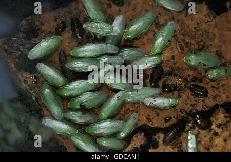 Green Banana Cockroach, panchlora nivea in South America Stock Photo